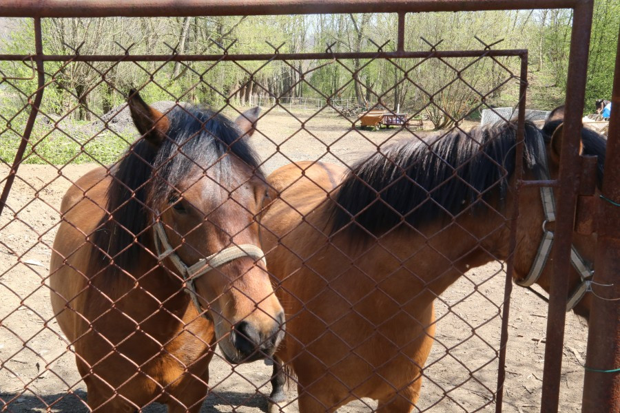 Przyjdź i zobacz, jak zmieniły się Sosenki