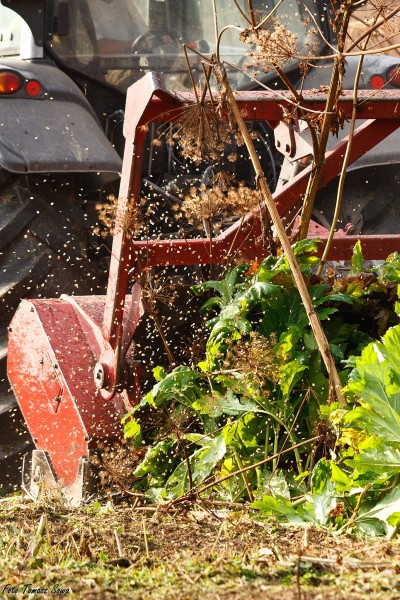 Groźny barszcz wzdłuż rzeki. Mieszkańcy biją na alarm