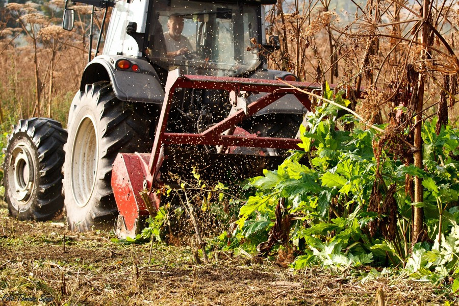 Groźny barszcz wzdłuż rzeki. Mieszkańcy biją na alarm