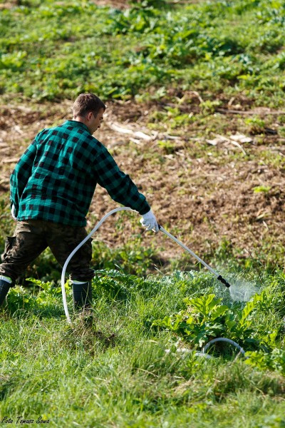 Groźny barszcz wzdłuż rzeki. Mieszkańcy biją na alarm