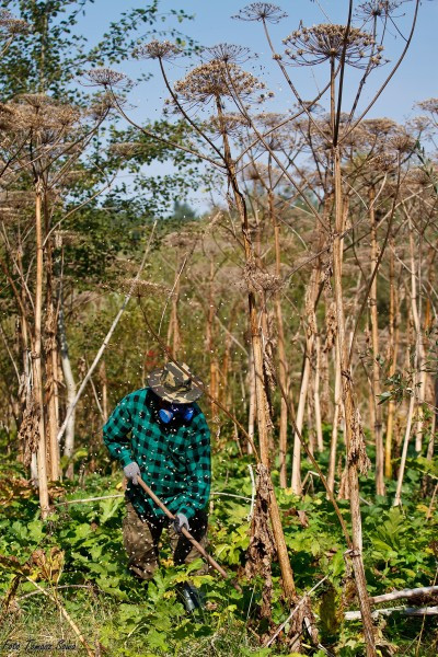 Groźny barszcz wzdłuż rzeki. Mieszkańcy biją na alarm