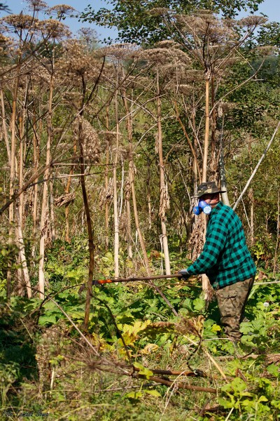 Groźny barszcz wzdłuż rzeki. Mieszkańcy biją na alarm