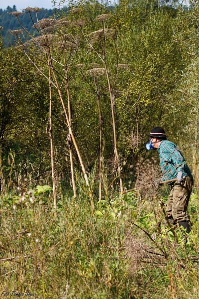 Groźny barszcz wzdłuż rzeki. Mieszkańcy biją na alarm