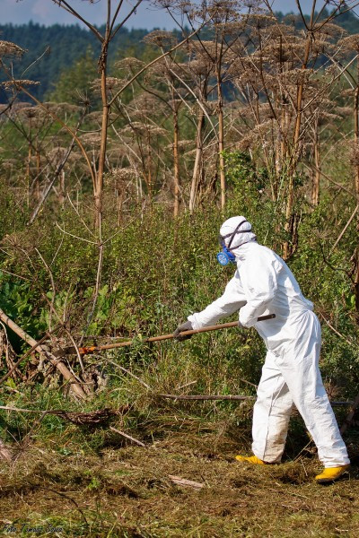 Groźny barszcz wzdłuż rzeki. Mieszkańcy biją na alarm