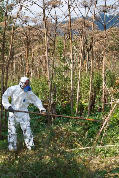 Groźny barszcz wzdłuż rzeki. Mieszkańcy biją na alarm