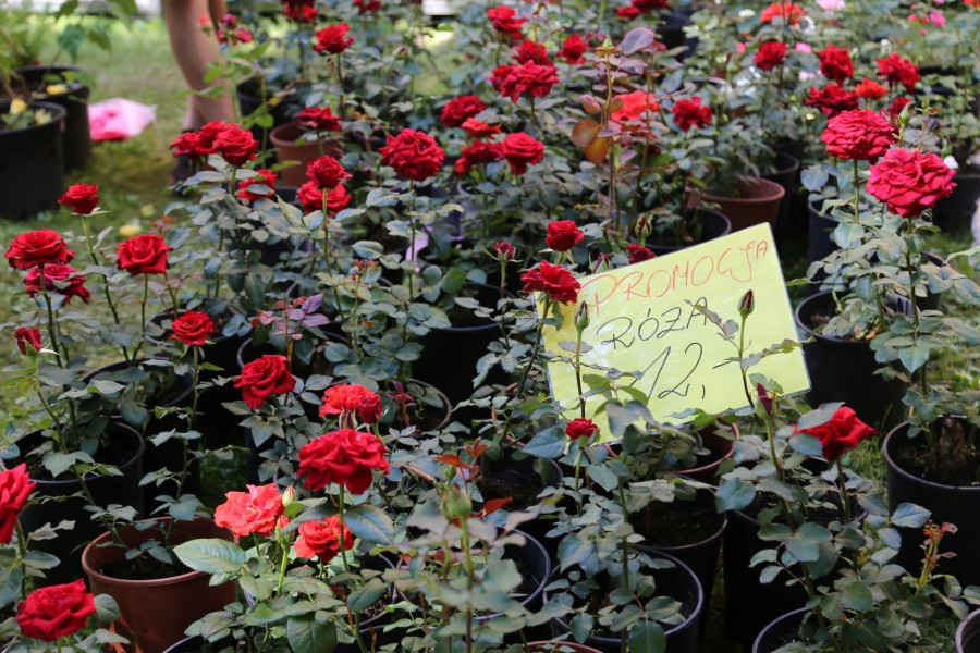 Agrobieszczady 2016. Impreza, którą łączy pokolenia i promuje region [FOTORELACJA]