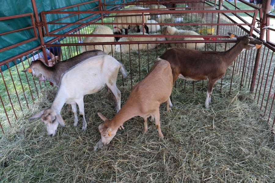 Agrobieszczady 2016. Impreza, którą łączy pokolenia i promuje region [FOTORELACJA]
