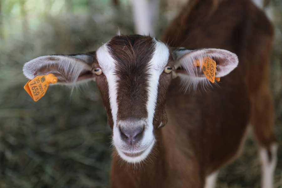 Agrobieszczady 2016. Impreza, którą łączy pokolenia i promuje region [FOTORELACJA]