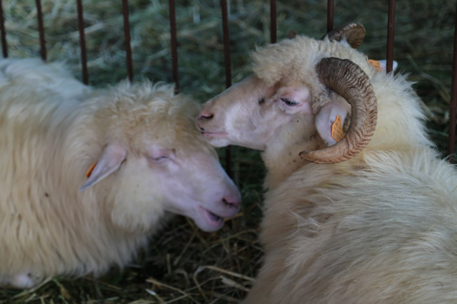 Agrobieszczady 2016. Impreza, którą łączy pokolenia i promuje region [FOTORELACJA]