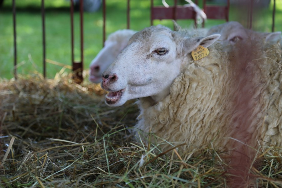 Agrobieszczady 2016. Impreza, którą łączy pokolenia i promuje region [FOTORELACJA]