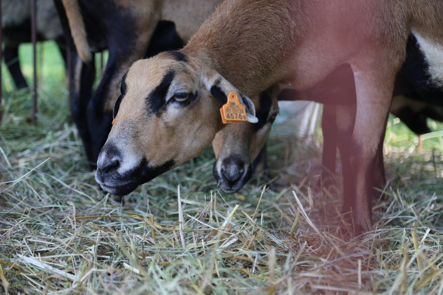 Agrobieszczady 2016. Impreza, którą łączy pokolenia i promuje region [FOTORELACJA]