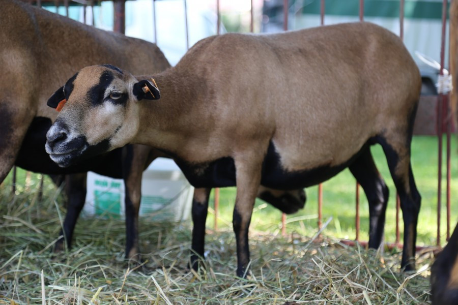 Agrobieszczady 2016. Impreza, którą łączy pokolenia i promuje region [FOTORELACJA]