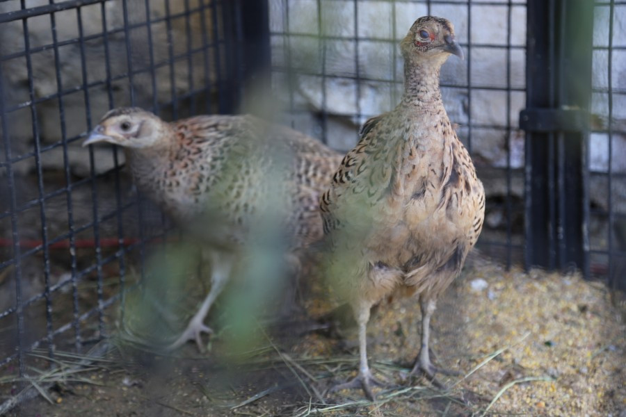 Agrobieszczady 2016. Impreza, którą łączy pokolenia i promuje region [FOTORELACJA]