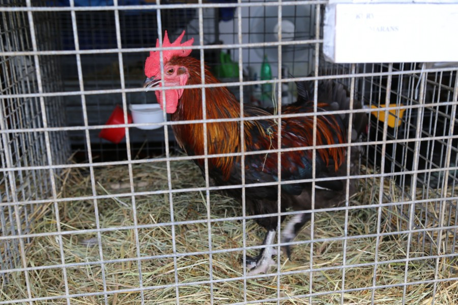 Agrobieszczady 2016. Impreza, którą łączy pokolenia i promuje region [FOTORELACJA]