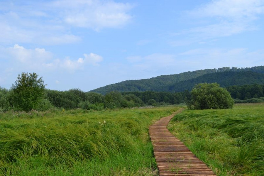 Edukacyjny spacer. Tu zobaczysz przepiórki, orliki i sokoły