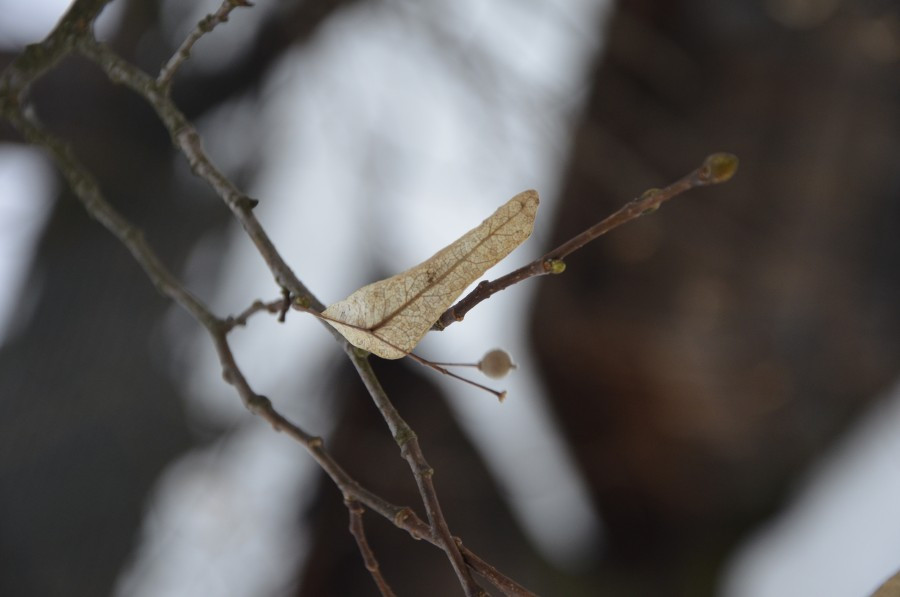 Rekordowy rok sanockiego skansenu