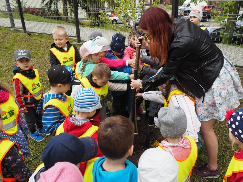 Przedszkolaki sadzą drzewa