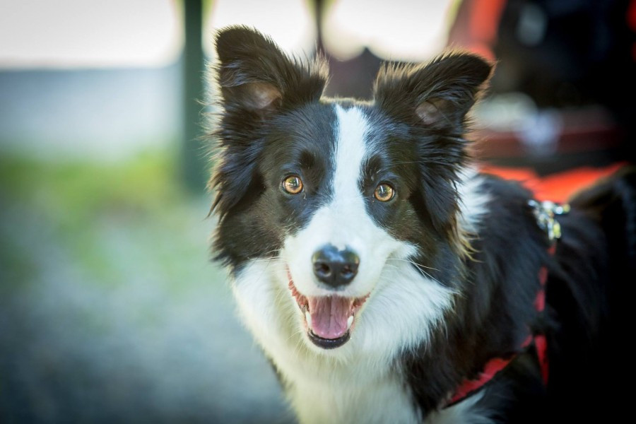 Miłośnicy biegania z psami ścigali się w Sanoku [ZDJĘCIA]