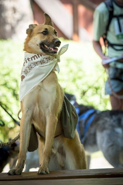 Miłośnicy biegania z psami ścigali się w Sanoku [ZDJĘCIA]
