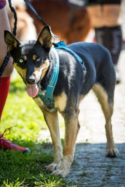 Miłośnicy biegania z psami ścigali się w Sanoku [ZDJĘCIA]