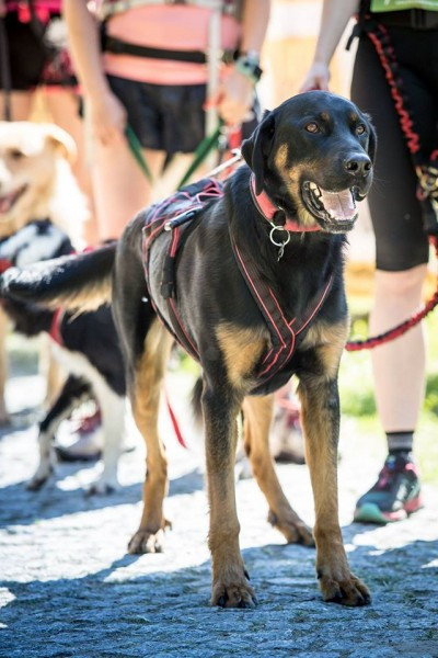 Miłośnicy biegania z psami ścigali się w Sanoku [ZDJĘCIA]