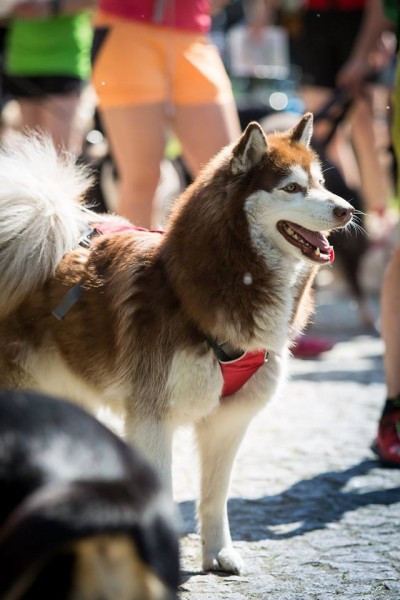 Miłośnicy biegania z psami ścigali się w Sanoku [ZDJĘCIA]