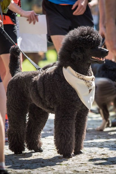 Miłośnicy biegania z psami ścigali się w Sanoku [ZDJĘCIA]