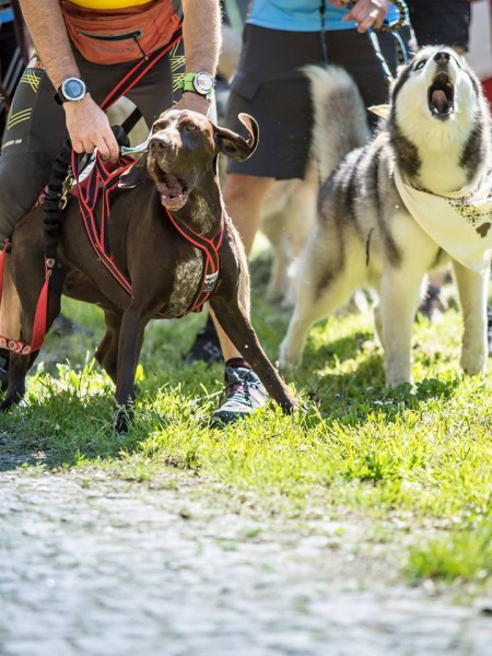 Miłośnicy biegania z psami ścigali się w Sanoku [ZDJĘCIA]