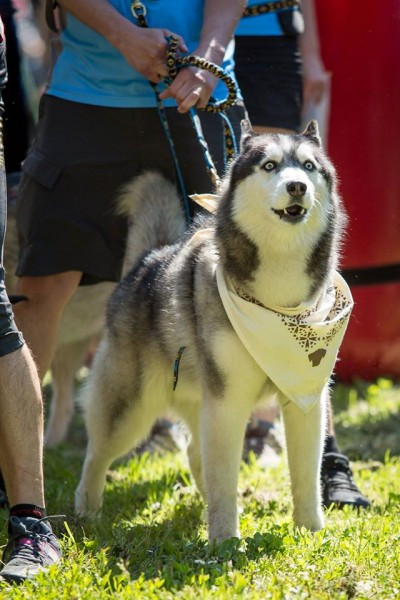 Miłośnicy biegania z psami ścigali się w Sanoku [ZDJĘCIA]