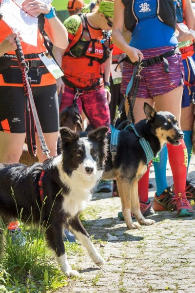 Miłośnicy biegania z psami ścigali się w Sanoku [ZDJĘCIA]
