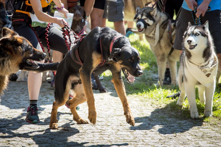 Miłośnicy biegania z psami ścigali się w Sanoku [ZDJĘCIA]