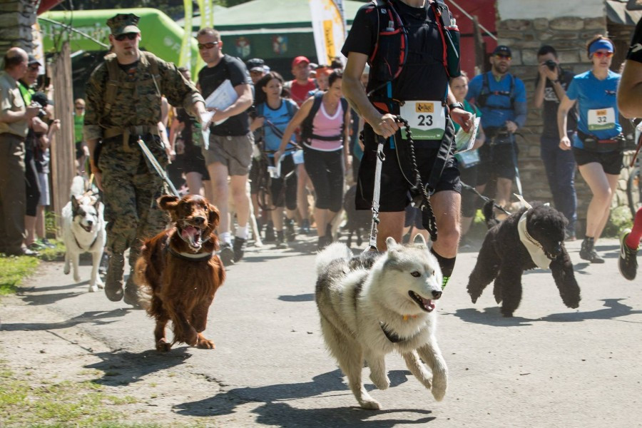 Miłośnicy biegania z psami ścigali się w Sanoku [ZDJĘCIA]