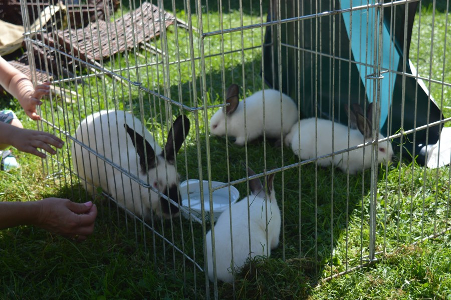 Sanok stolicą Karpat [FOTORELACJA]