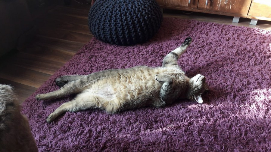 Dziś Światowy Dzień Zwierząt. Pokaż nam swojego pupila! [WASZE ZDJĘCIA]