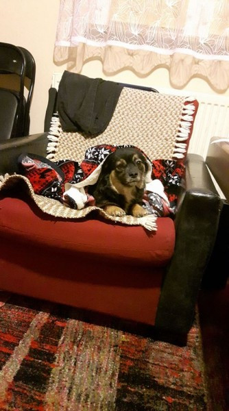 Dziś Światowy Dzień Zwierząt. Pokaż nam swojego pupila! [WASZE ZDJĘCIA]