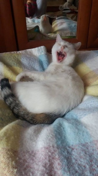 Dziś Światowy Dzień Zwierząt. Pokaż nam swojego pupila! [WASZE ZDJĘCIA]