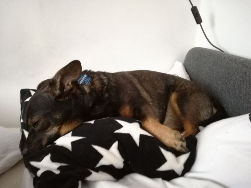 Dziś Światowy Dzień Zwierząt. Pokaż nam swojego pupila! [WASZE ZDJĘCIA]