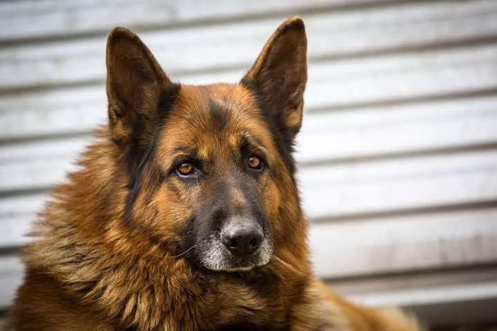 Dziś Światowy Dzień Zwierząt. Pokaż nam swojego pupila! [WASZE ZDJĘCIA]