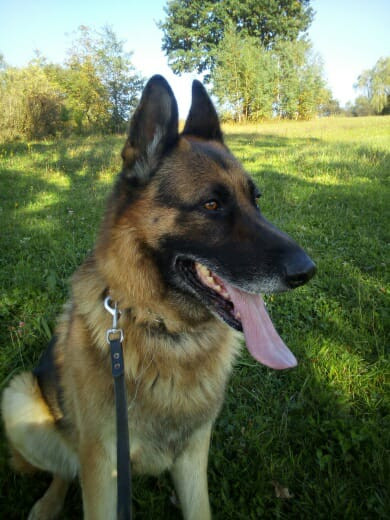 Dziś Światowy Dzień Zwierząt. Pokaż nam swojego pupila! [WASZE ZDJĘCIA]