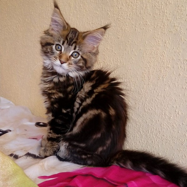 Dziś Światowy Dzień Zwierząt. Pokaż nam swojego pupila! [WASZE ZDJĘCIA]