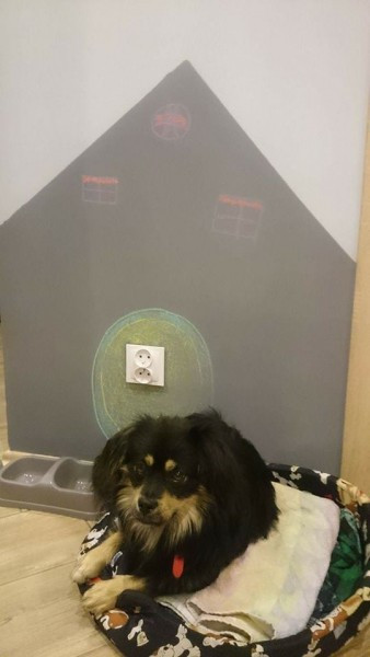 Dziś Światowy Dzień Zwierząt. Pokaż nam swojego pupila! [WASZE ZDJĘCIA]