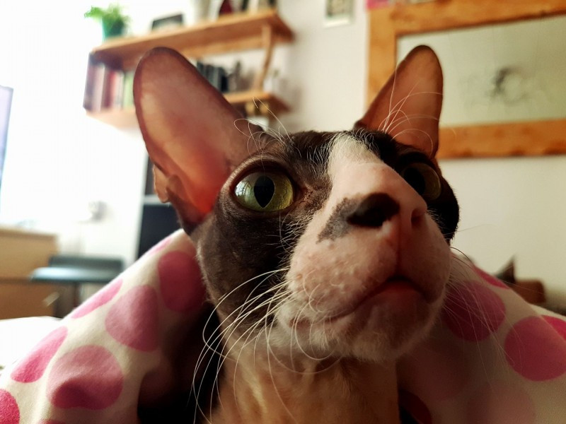 Dziś Światowy Dzień Zwierząt. Pokaż nam swojego pupila! [WASZE ZDJĘCIA]