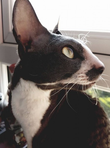 Dziś Światowy Dzień Zwierząt. Pokaż nam swojego pupila! [WASZE ZDJĘCIA]