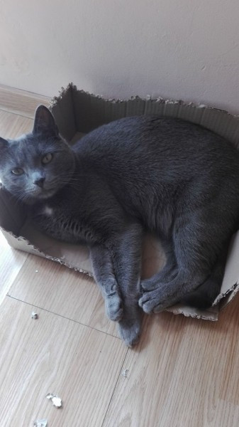 Dziś Światowy Dzień Zwierząt. Pokaż nam swojego pupila! [WASZE ZDJĘCIA]