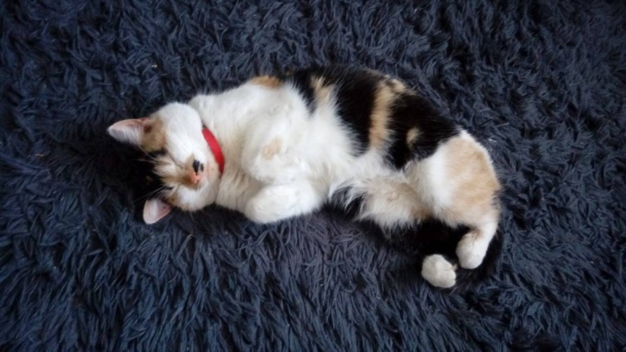 Dziś Światowy Dzień Zwierząt. Pokaż nam swojego pupila! [WASZE ZDJĘCIA]