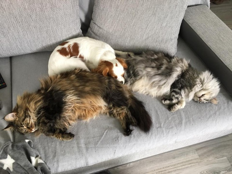 Dziś Światowy Dzień Zwierząt. Pokaż nam swojego pupila! [WASZE ZDJĘCIA]