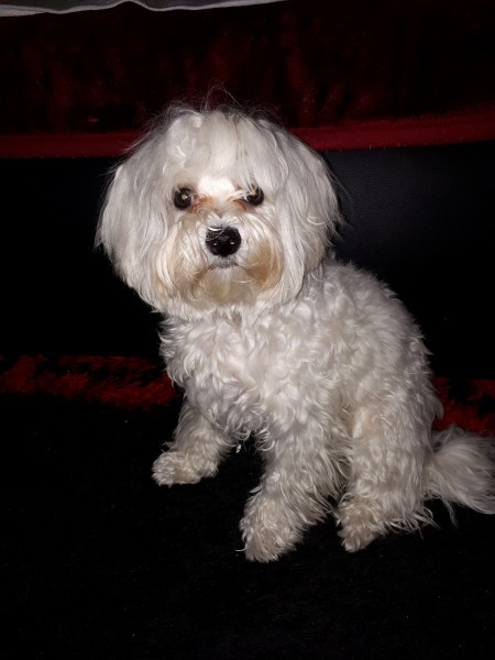 Dziś Światowy Dzień Zwierząt. Pokaż nam swojego pupila! [WASZE ZDJĘCIA]