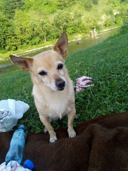 Dziś Światowy Dzień Zwierząt. Pokaż nam swojego pupila! [WASZE ZDJĘCIA]