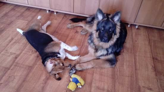 Dziś Światowy Dzień Zwierząt. Pokaż nam swojego pupila! [WASZE ZDJĘCIA]