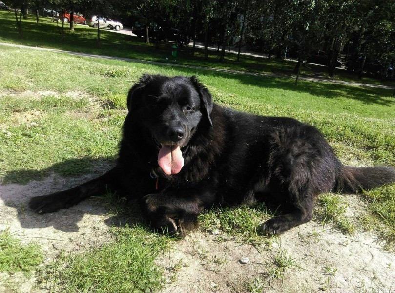 Dziś Światowy Dzień Zwierząt. Pokaż nam swojego pupila! [WASZE ZDJĘCIA]